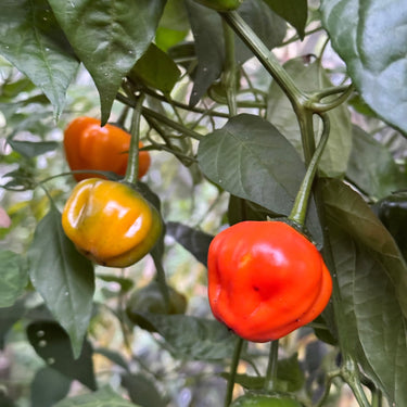 Aji Dulce Orange - Seeds - The Pepper Pantry (Formerly Marie Sharp's)